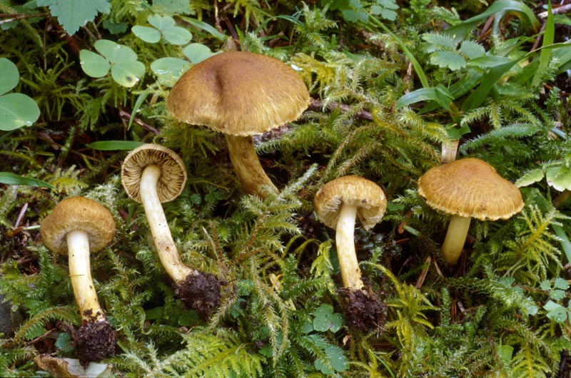 Inocybe olympiana